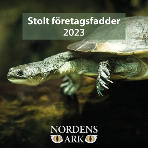 SoMe Företagsfadder Nordens Ark 2023 1080x1080