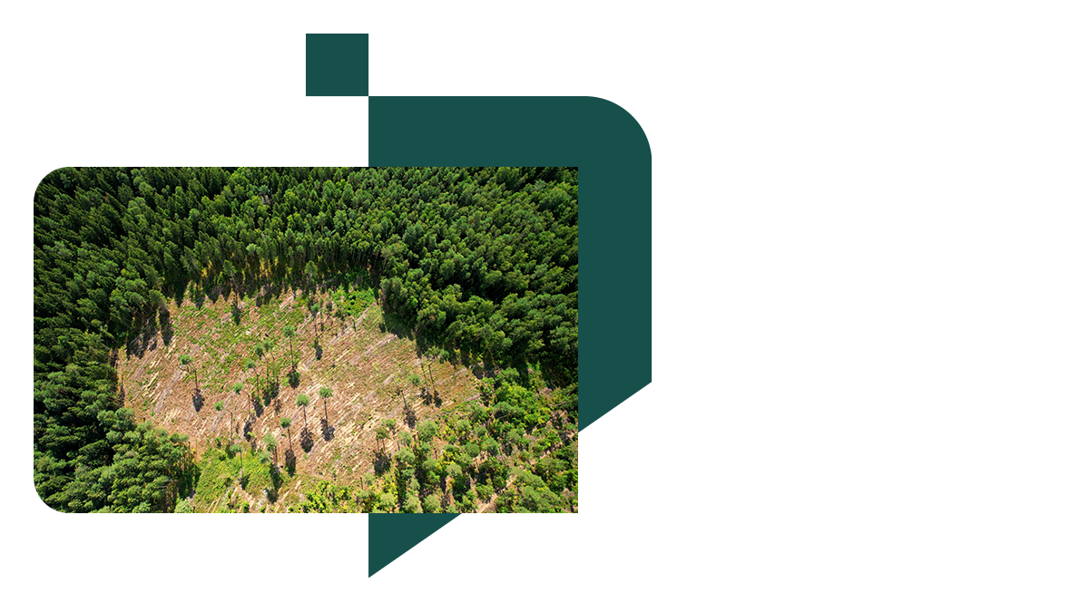 Avoid risks such as deforestation with supply chain monitoring software