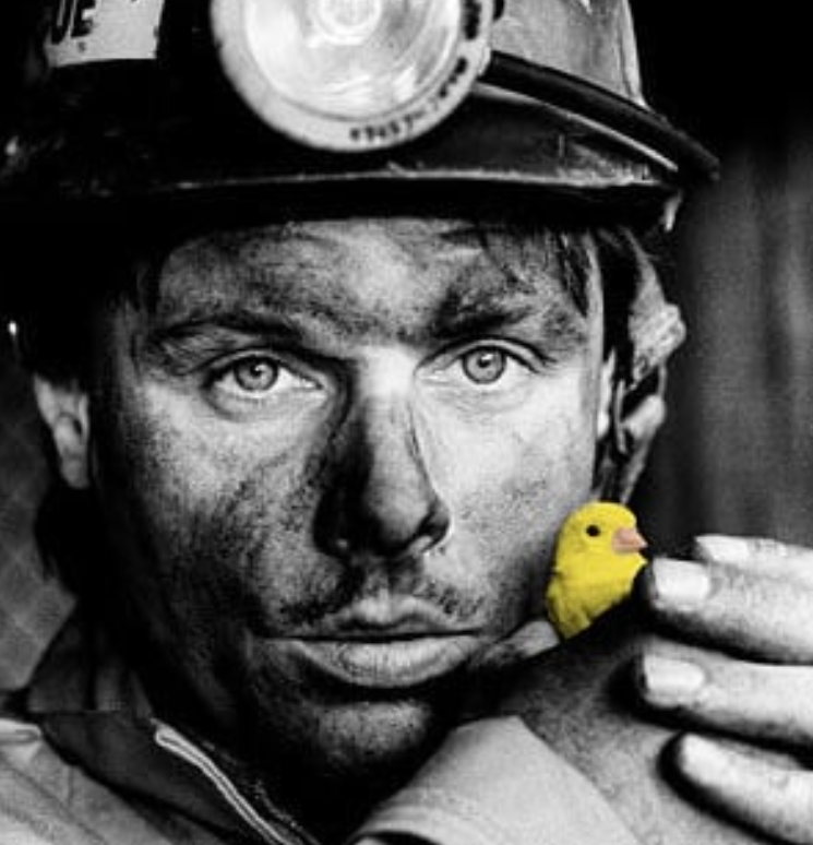 Last canary to work down a British coal mine (c) Philip Dunn/Mary Evans Picture Library