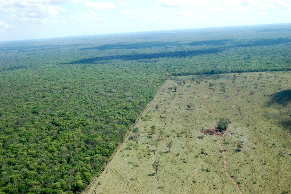 deforestation-3